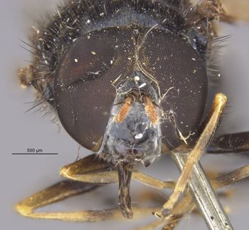 Media type: image;   Entomology 13114 Aspect: head frontal view
